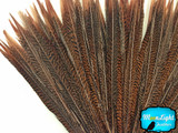 Brown and red pheasant feathers