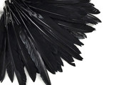 1 Pack - Black Duck Primary Wing Pointer Feathers 0.50 Oz.