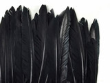 1/4 Lbs - Black Duck Pointer Primary Wing Wholesale Feathers (Bulk)