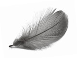 1 Pack - Platinum Grey Mallard Duck Flank Feathers 0.10 Oz.