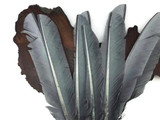 6 Pieces - Grey Turkey Pointers Primary Wing Quill Large Feathers