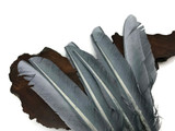 1/4 Lb - Grey Turkey Pointers Primary Wing Quill Large Wholesale Feathers (Bulk)