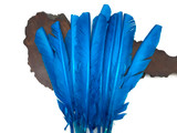 1/4 Lb - Turquoise Blue Turkey Pointers Primary Wing Quill Large Wholesale Feathers (Bulk)