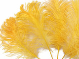 1/2 Lb - 12-16" Golden Yellow Ostrich Tail Wholesale Fancy Feathers (Bulk)