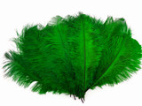 10 Pieces - 19-24" Kelly Green Ostrich Dyed Drabs Body Feathers