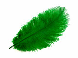 1/2 Lb. - 19-24" Kelly Green Ostrich Extra Long Drab Wholesale Feathers (Bulk)