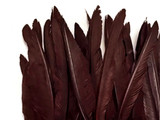 1/4 Lbs - Brown Duck Pointer Primary Wing Wholesale Feathers (Bulk)