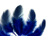 1 Pack - Royal Blue Guinea Hen Polka Dot Plumage Feathers 0.10 Oz.