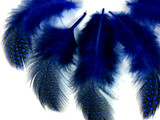 1/4 Lb - Royal Blue Guinea Hen Plumage Polka Dot Feathers Wholesale (Bulk)