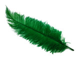 10 Pieces - 20-28" Kelly Green Ostrich Spads Large Wing Feathers
