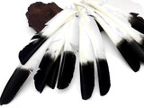 1/4 Lb - Black Tipped Turkey Pointers 'Imitation Eagle' Wing Wholesale Feathers (Bulk)