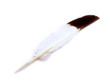 6 Pieces - Brown Tipped Turkey Pointers 'Imitation Eagle' Wing Large Feathers