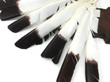 6 Pieces - Brown Tipped Turkey Pointers 'Imitation Eagle' Wing Large Feathers