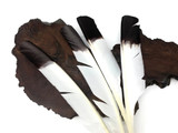 6 Pieces - Brown Tipped Turkey Pointers 'Imitation Eagle' Wing Large Feathers