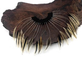 1 Piece - Golden Badger Half Beaded Pinwheel Stripped Rooster Hackle Feather Pads