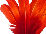 High quality rounded turkey tom wing feathers. Fiery re feathers are used for crafts, costumes, masks, wings, and decorations.