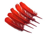 6 Pieces - Fiery Red Ombre Turkey Round Tom Wing Quill Feathers