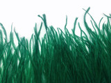 6 Inch Strip - Hunter Green Ostrich Fringe Trim Feather