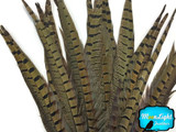 Natural striped tall pheasant feathers
