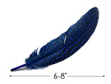 1/8 lb. Royal Blue Polka Dot Guinea Fowl Wing Quills Wholesale Feathers (Bulk)