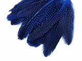 1/8 lb. Royal Blue Polka Dot Guinea Fowl Wing Quills Wholesale Feathers (Bulk)