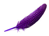 1/8 lb. Purple Polka Dot Guinea Fowl Wing Quills Wholesale Feathers (Bulk)