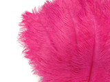 100 Pieces - 11-13" Hot Pink Ostrich Drabs Wholesale Body Feathers (Bulk)