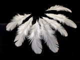 Wispy crisp white chicken feathers for crafts