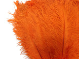 10 Pieces - 19-24" Orange Ostrich Dyed Drabs Body Feathers