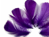 1/4 Lb - 2-3" Purple Goose Coquille Loose Wholesale Feathers (Bulk)