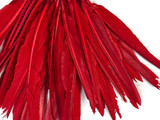 1/4 Lbs - Red Duck Pointer Primary Wing Wholesale Feathers (Bulk)