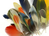 Collection 63 - Mix Random Exotic Feather Sample Pack (Bulk)