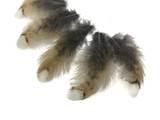 5 Pieces - White Tip Ruffed Grouse Plumage Feathers