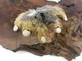 5 Pieces - White Tip Ruffed Grouse Plumage Feathers