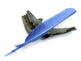 1/4 Lb - Copenhagen Blue Turkey Pointers Primary Wing Quill Large Wholesale Feathers (Bulk)