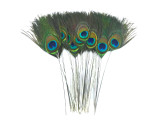 10 Pieces - Stripped Natural Green Peacock Tail Eye Feathers