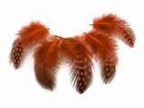 1/4 Lb - Orange Guinea Hen Plumage Polka Dot Feathers Wholesale (Bulk)
