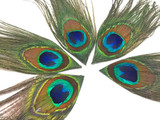Iridescent Peacock Tail Feathers Cut