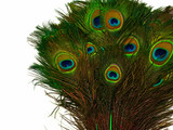 50 Pieces - 20-25" Kelly Green Dyed Over Natural Long Peacock Tail Eye Wholesale Feathers (Bulk)