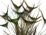 Natural Green Iridescent Peacock Feathers T-Shaped Wholesale