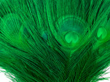 50 Pieces - 30-35" Kelly Green Bleached & Dyed Peacock Tail Eye Wholesale Feathers (Bulk) 