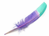 High quality rounded turkey feathers dyed mint and lavender. These feathers are perfect for a baby mobile, home decor, children's room, crafts, and  dream catchers.