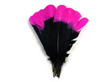 1/4 Lb - Fuchsia & Black Two Tone Turkey Round Tom Wing Secondary Quill Feathers