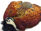 1 Piece - Complete Natural Ringneck Pheasant Skin Pelt Without Wing And Tails
