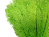 10 Pieces - 19-24" Lime Green Ostrich Dyed Drabs Body Feathers