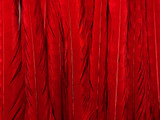 These red feathers are high quality feathers that catch the eye on and off the runway. Perfect for fashion design and special occasions such as valentines day.