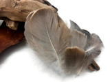 1/4 Lb - 2-3" Natural Brown Goose Coquille Loose Wholesale Feathers (Bulk)