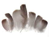 1/4 Lb - 2-3" Natural Brown Goose Coquille Loose Wholesale Feathers (Bulk)