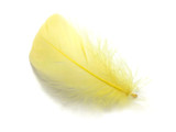1 Pack - 2-3" Yellow Goose Coquille Loose Feathers - 0.35 Oz.
