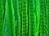 Light Green Tall Ringneck Pheasant Tail Feathers